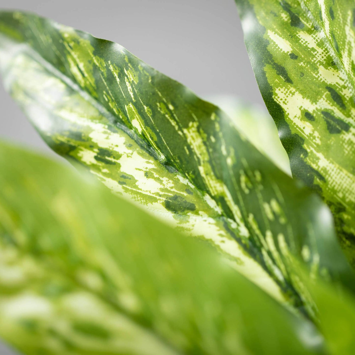 Aglaonema Bush