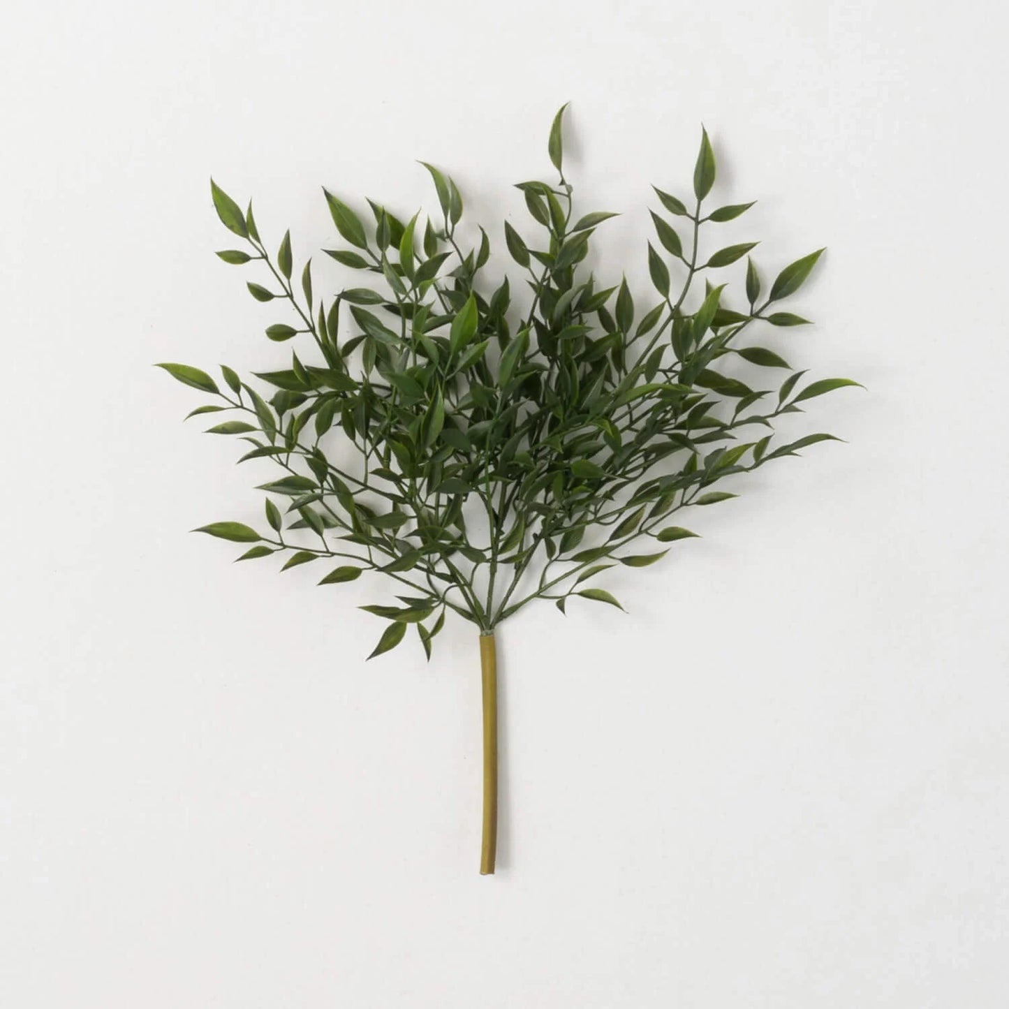 Ruscus Bush