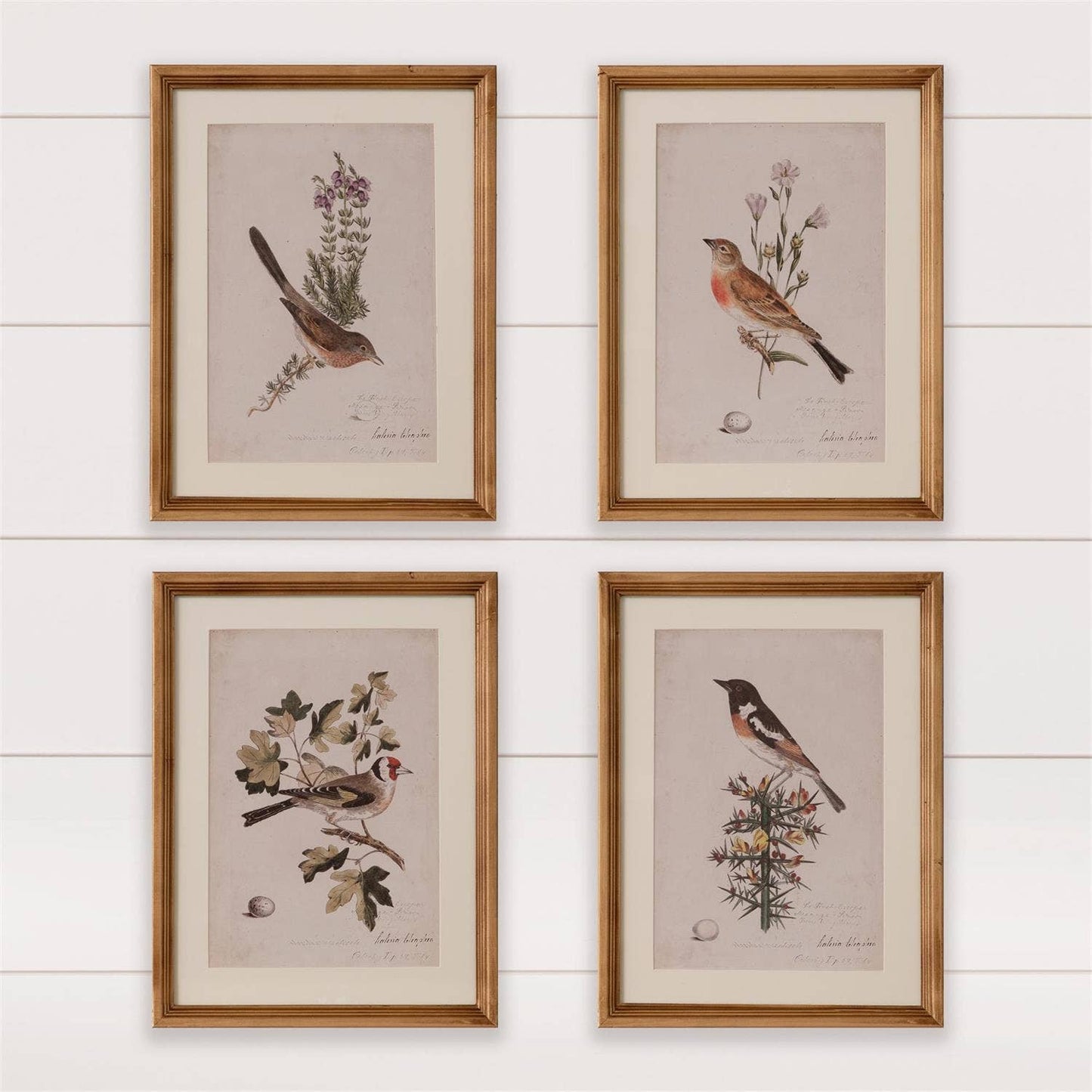 Framed Prints - Antique Birds