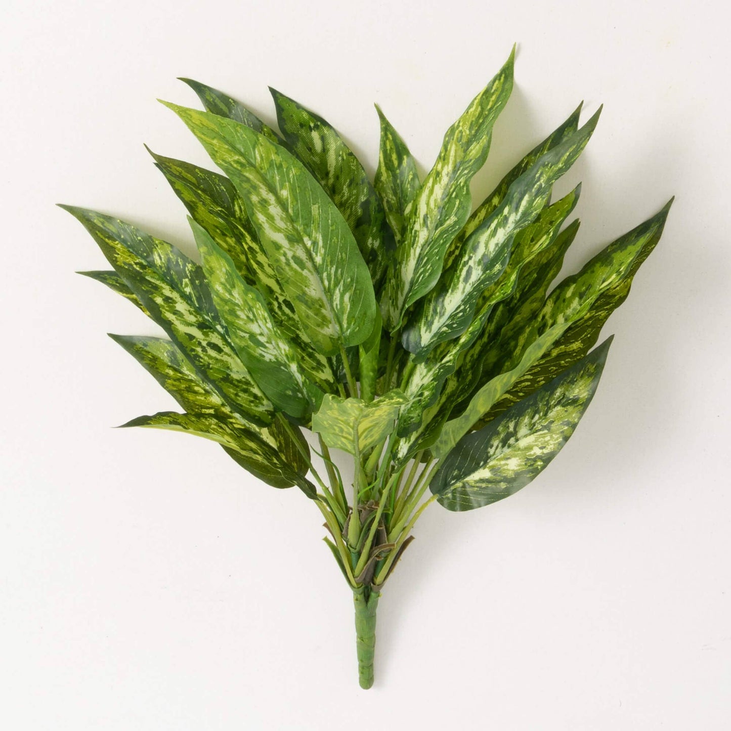 Aglaonema Bush