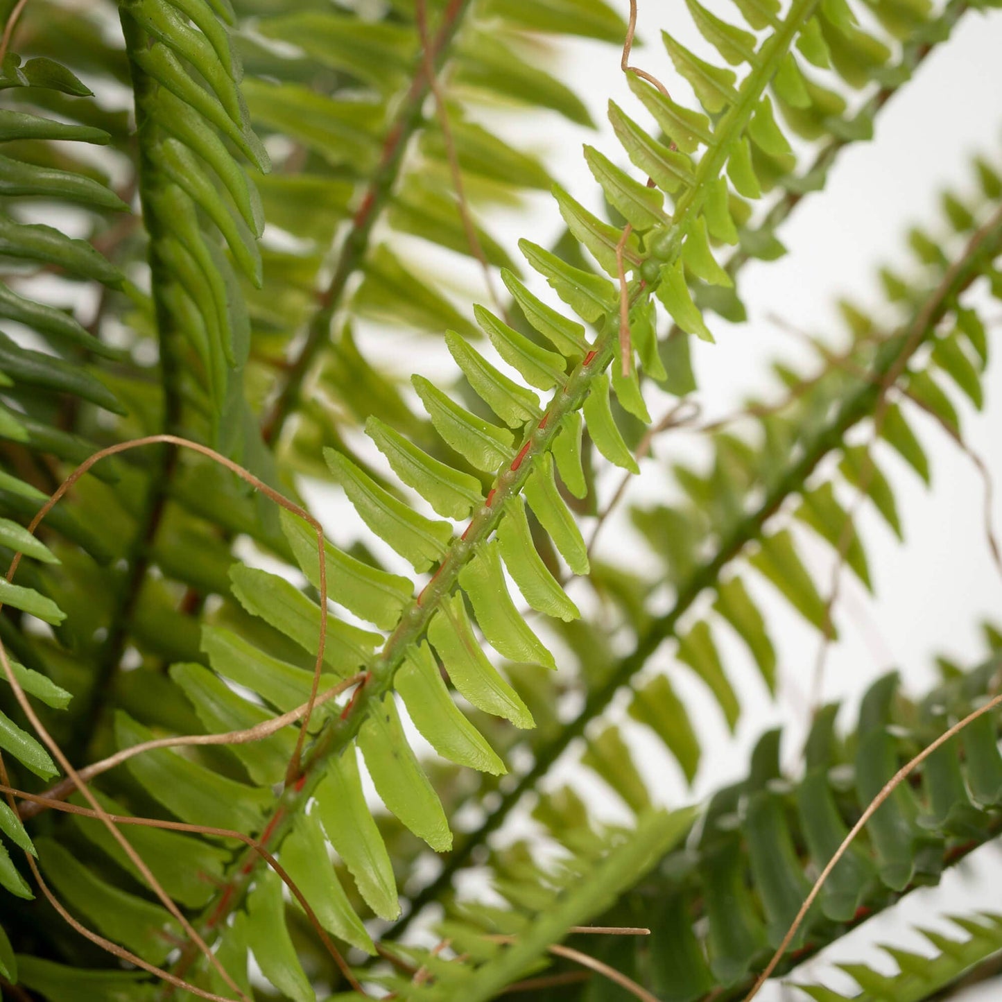 Rustic Potted Fern  Bush