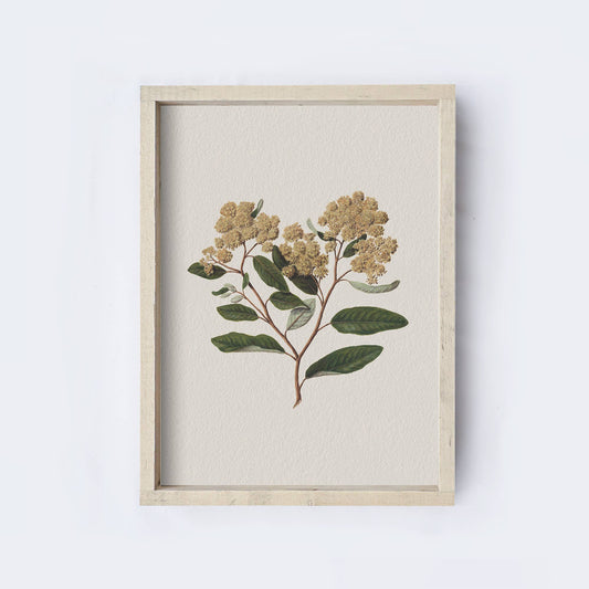 Vintage Flower Print Framed | Floral Botanical Art A105