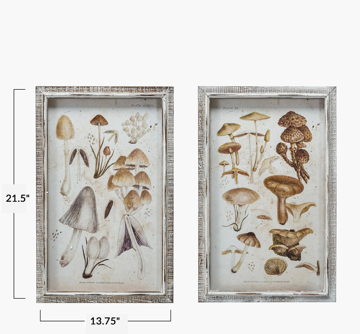 Mushroom print Wood Framed